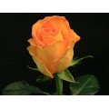 Roses - Kerio